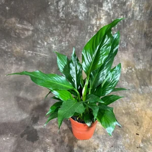 Peace Lily Live Plant - Spathiphyllum in 4 inch Nursery Pot - Air Purifying Indoor Houseplant - Image 7