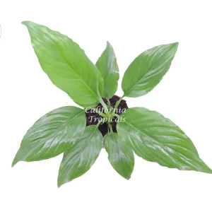 Peace Lily Spathiphyllum Live Plant – 4 inch Pot – Indoor Air Purifier - Image 2