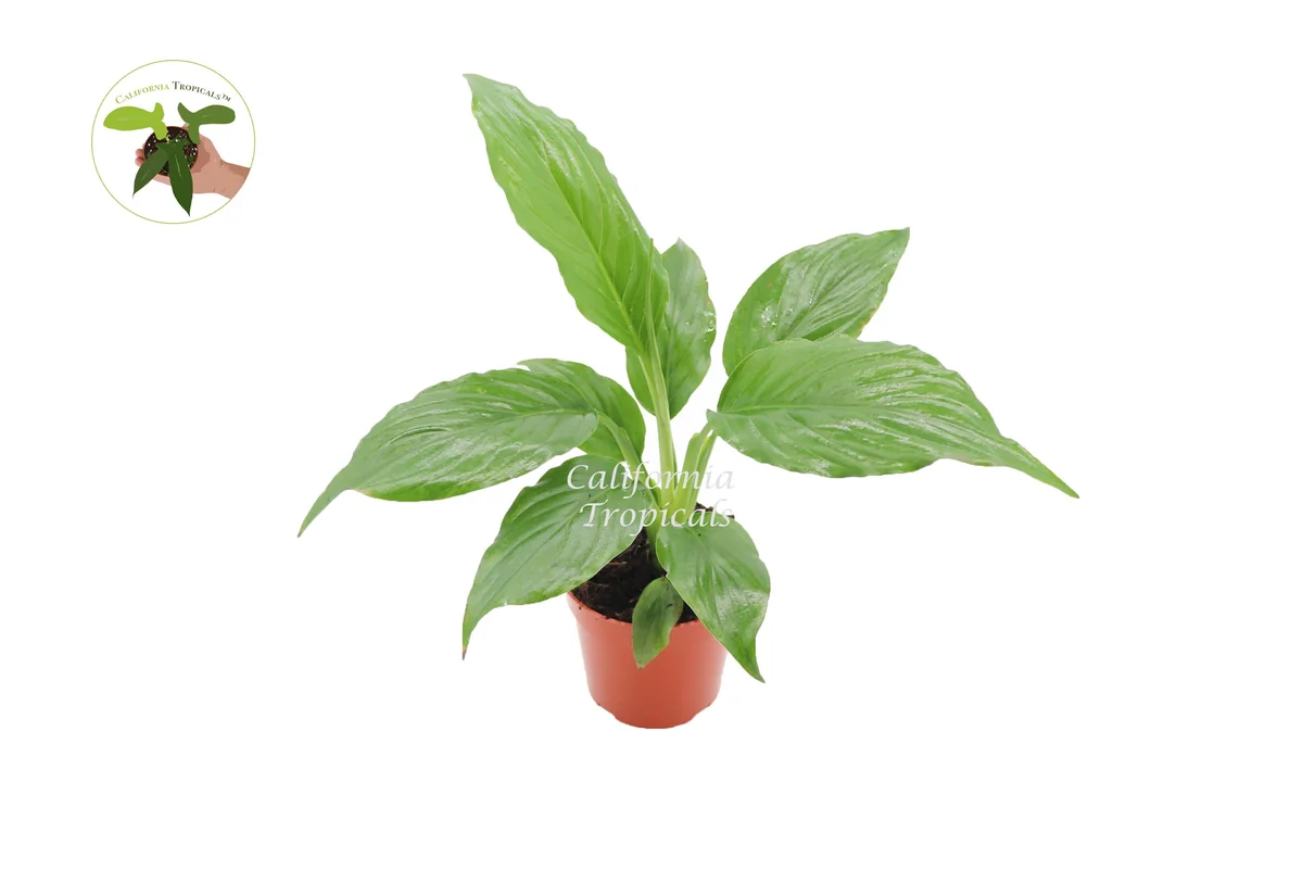Peace Lily Spathiphyllum Live Plant – 4 inch Pot – Indoor Air Purifier - Image 1