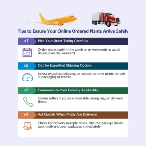 Peach Christmas Cactus Live Plant – Schlumbergera truncate – 4 inch Pot – Indoor - Image 10