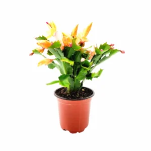 Peach Christmas Cactus Live Plant – Schlumbergera truncate – 4 inch Pot – Indoor - Image 2