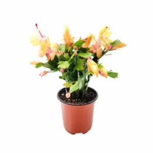 Peach Christmas Cactus Live Plant – Schlumbergera truncate – 4 inch Pot – Indoor - Image 3