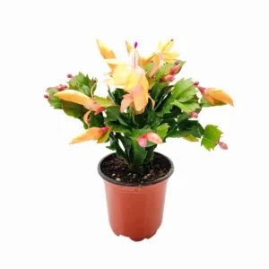 Peach Christmas Cactus Live Plant – Schlumbergera truncate – 4 inch Pot – Indoor - Image 1
