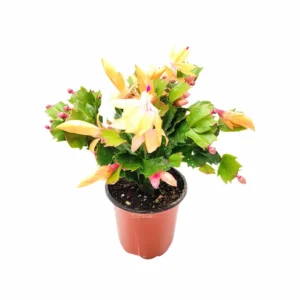 Peach Christmas Cactus Live Plant – Schlumbergera truncate – 4 inch Pot – Indoor - Image 4