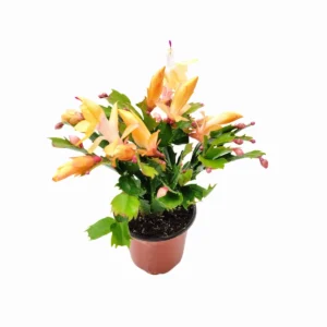 Peach Christmas Cactus Live Plant – Schlumbergera truncate – 4 inch Pot – Indoor - Image 5