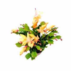 Peach Christmas Cactus Live Plant – Schlumbergera truncate – 4 inch Pot – Indoor - Image 7