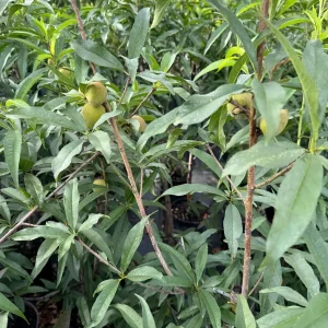 Peach Tree Grafted - Live Fruit Plant - 3 Feet Tall - Outdoor - Image 2