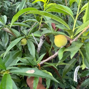 Peach Tree Grafted - Live Fruit Plant - 3 Feet Tall - Outdoor - Image 5