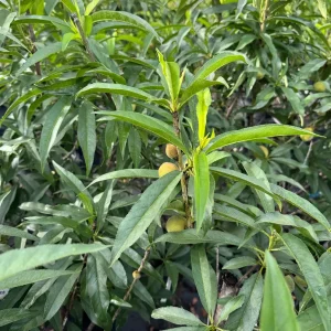 Peach Tree Grafted - Live Fruit Plant - 3 Feet Tall - Outdoor - Image 6