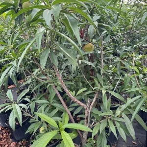 Peach Tree Grafted - Live Fruit Plant - 3 Feet Tall - Outdoor - Image 7