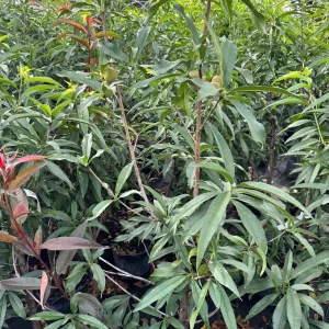 Peach Tree Grafted - Live Fruit Plant - 3 Feet Tall - Outdoor - Image 8