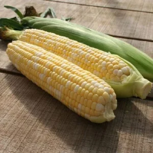 Peaches & Cream Sweet Corn Seeds - Non-GMO Hybrid Vegetable Seeds - Image 1