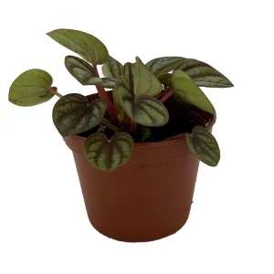 Peacock Peperomia albovittata Live Plant – 2.5 inch Pot – Indoor Foliage Plant - Image 2