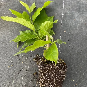 Peanut Butter Fruit Tree Live Plant - Well Rooted Starter, 4 inch Pot, Tropical Exotic - Image 10