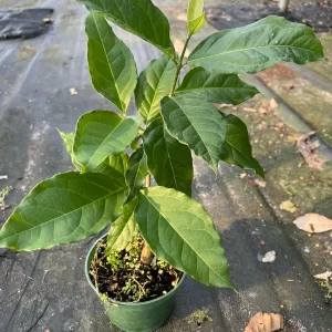 Peanut Butter Fruit Tree Live Plant - Well Rooted Starter, 4 inch Pot, Tropical Exotic - Image 4