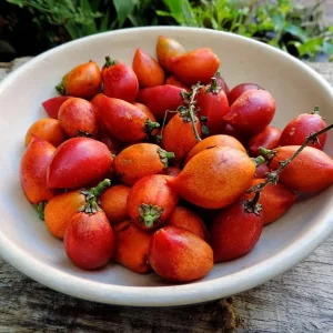 Peanut Butter Fruit Tree Live Plant - Well Rooted Starter, 4 inch Pot, Tropical Exotic - Image 6