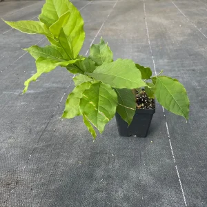 Peanut Butter Fruit Tree Live Plant - Well Rooted Starter, 4 inch Pot, Tropical Exotic - Image 9