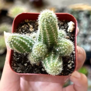 Peanut Cactus Live Plant - Potted Echinopsis chamaecereus - 2
