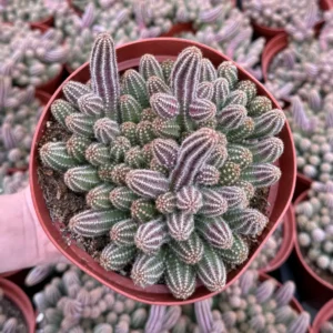 Peanut Cactus Live Plant - Potted Echinopsis chamaecereus - 2