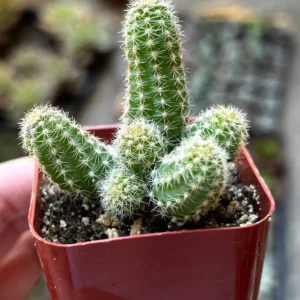 Peanut Cactus Live Plant - Potted Echinopsis chamaecereus - 2