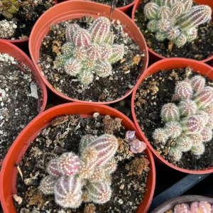 Peanut Cactus Live Plant - Potted Echinopsis chamaecereus - 2