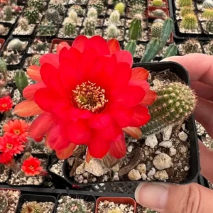 Peanut Cactus Live Plant - Potted Echinopsis chamaecereus - 2