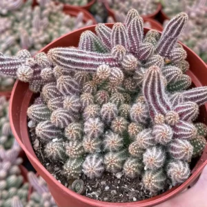 Peanut Cactus Live Plant - Potted Echinopsis chamaecereus - 2