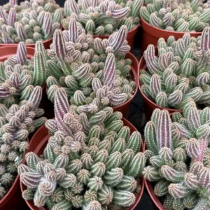 Peanut Cactus Live Plant - Potted Echinopsis chamaecereus - 2