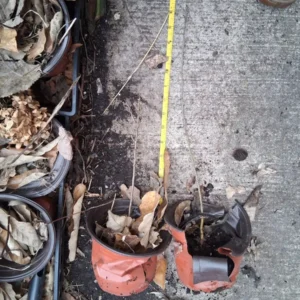 Pear Tree Live Plant - Assorted Varieties, 2-10 Inches Tall, Outdoor Fruit Tree - Image 3