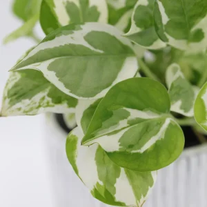 Pearls and Jade Pothos Live Plant – 3 Inch Nursery Pot – Variegated Indoor Houseplant – Low Light Air Purifying - Image 2