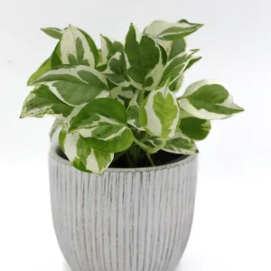 Pearls and Jade Pothos Live Plant – 3 Inch Nursery Pot – Variegated Indoor Houseplant – Low Light Air Purifying - Image 4