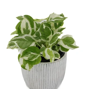 Pearls and Jade Pothos Live Plant – 3 Inch Nursery Pot – Variegated Indoor Houseplant – Low Light Air Purifying - Image 6