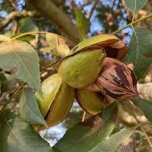 Pecan Tree Bare Root – 3 Pack, 12-24in Tall Carya illinoinensis – Hardy Nut Tree - Image 5