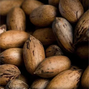 Pecan Tree Seedlings Live Plants - 8+ Inches Tall, Bare Root, Set of 2, Outdoor - Image 1