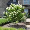 Pee Gee Hydrangea Live Plant - Paniculata Grandiflora, 1 Gallon Pot, White Flowers - Image 1