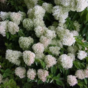 Pee Gee Hydrangea Live Plant - Paniculata Grandiflora, 1 Gallon Pot, White Flowers - Image 6