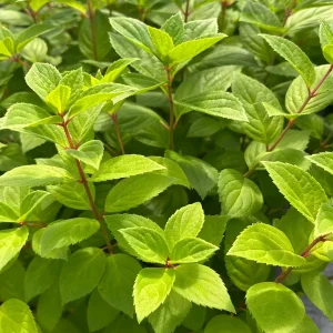 Pee Gee Hydrangea Live Plant - Paniculata Grandiflora, 1 Gallon Pot, White Flowers - Image 8