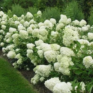 Pee Gee Hydrangea Paniculata Bare-root Plants – 3 Pack – White Flowers - Image 3