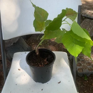 Peepal Tree Live Plant - Bodhi Tree (Ficus religiosa) in 6 inch Pot, Indoor/Outdoor - Image 3