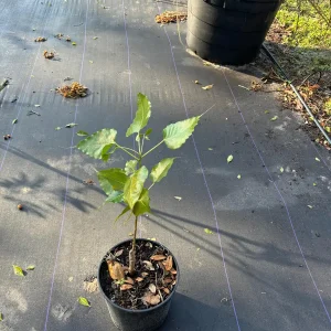 Peepal Tree Plant – Sacred Bodhi Fig Live Plant – 6