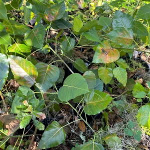 Peepal Tree Plant – Sacred Bodhi Fig Live Plant – 6