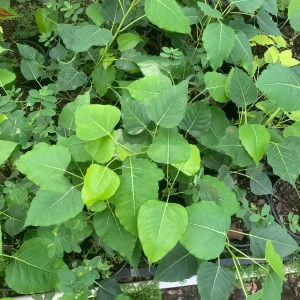 Peepal Tree Plant – Sacred Bodhi Fig Live Plant – 6