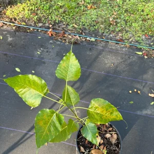 Peepal Tree Plant – Sacred Bodhi Fig Live Plant – 6