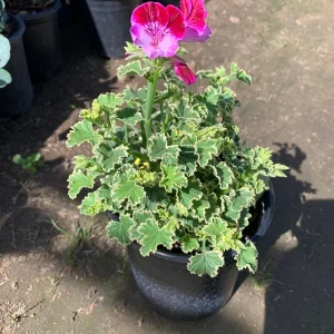 Pelargonium 'Oldbury Duet' Live Plant – 1 Gallon Pot – Outdoor Flower - Image 3