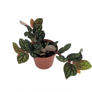 Pellionia Pulchra Live Plant – Rainbow Vine – 2.5