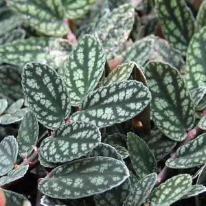 Pellionia Pulchra Live Plant – Rainbow Vine – 2.5