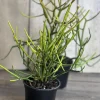 Pencil Cactus Live Plant - Euphorbia tirucalli 4 inch Pot - Indoor Succulent - Image 1