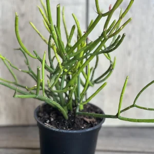 Pencil Cactus Live Plant - Euphorbia tirucalli 4 inch Pot - Indoor Succulent - Image 6