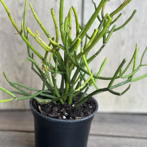 Pencil Cactus Live Plant - Euphorbia tirucalli 4 inch Pot - Indoor Succulent - Image 7