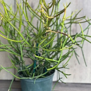 Pencil Cactus Live Plant - Euphorbia tirucalli - 6 inch Pot - Indoor Succulent - Image 2